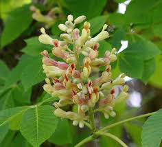 Attēlu rezultāti vaicājumam “Aesculus x hybrida”