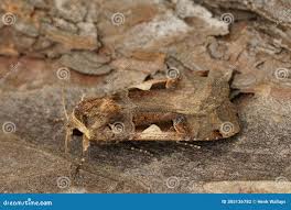 Attēlu rezultāti vaicājumam “Xestia c-nigrum”