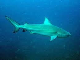 Image result for Carcharhinus leucas