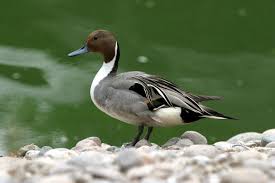 Image result for Aylesbury Ducks Sub Aqua Club