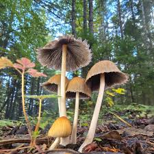 Attēlu rezultāti vaicājumam “Coprinus micaceus”