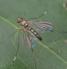 Attēlu rezultāti vaicājumam “Dolichopodidae”