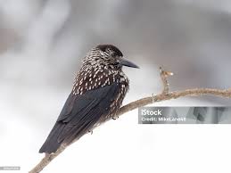 Attēlu rezultāti vaicājumam “Nucifraga caryocatactes”