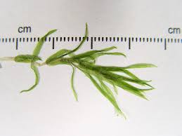 Attēlu rezultāti vaicājumam “Elodea canadensis leaf”