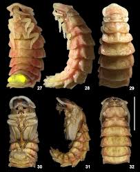 Attēlu rezultāti vaicājumam “Lampyris noctiluca larva”