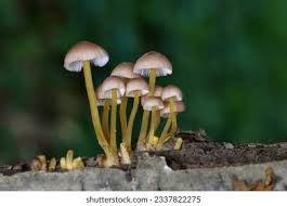 Attēlu rezultāti vaicājumam “Mycena renati”