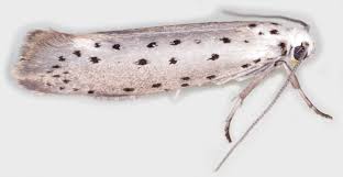 Attēlu rezultāti vaicājumam “Yponomeutidae”