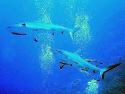 Image result for Carcharhinus amblyrhynchos
