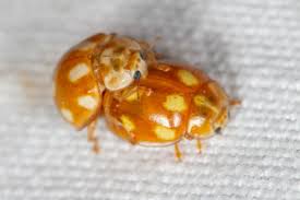 Attēlu rezultāti vaicājumam “Calvia decemguttata”