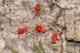 Attēlu rezultāti vaicājumam “Bryobia praetiosa”