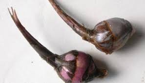 Attēlu rezultāti vaicājumam “Sagittaria sagittifolia fruit”