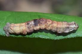 Attēlu rezultāti vaicājumam “Ectropis crepuscularia”