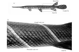 Image result for Lepisosteus osseus