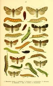 Attēlu rezultāti vaicājumam “Polia nebulosa”