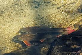 Image result for Moxostoma macrolepidotum