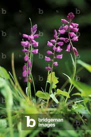 Attēlu rezultāti vaicājumam “Polygala comosa”