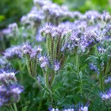 Image result for Phacelia