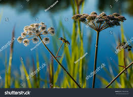 Attēlu rezultāti vaicājumam “Angelica palustris flower”