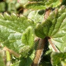 Attēlu rezultāti vaicājumam “Veronica chamaedrys flower”