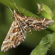 Attēlu rezultāti vaicājumam “Diasemia reticularis”