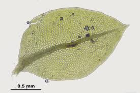 Attēlu rezultāti vaicājumam “Bryoerythrophyllum recurvirostrum sporophyte”