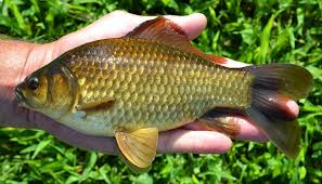 Attēlu rezultāti vaicājumam “Carassius auratus”