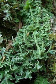 Attēlu rezultāti vaicājumam “Cladonia ochrochlora”