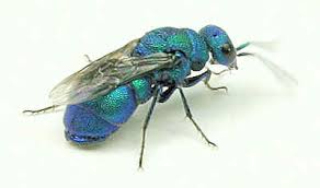 Attēlu rezultāti vaicājumam “Chrysididae”