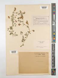 Attēlu rezultāti vaicājumam “Medicago x varia  leaf”