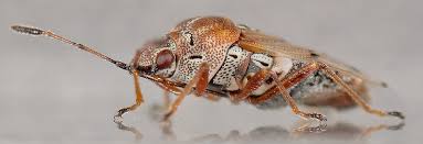 Attēlu rezultāti vaicājumam “Kleidocerys resedae imago”