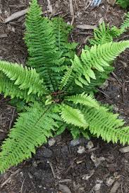 Attēlu rezultāti vaicājumam “Blechnum spicant”