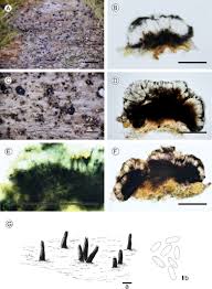 Attēlu rezultāti vaicājumam “Micarea sp.”