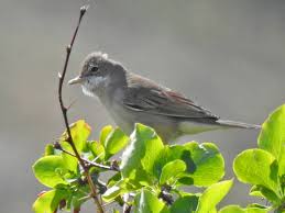 Attēlu rezultāti vaicājumam “Sylvia communis adult”