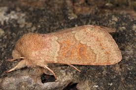 Attēlu rezultāti vaicājumam “Orthosia sp.”