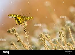Attēlu rezultāti vaicājumam “Papilio machaon underside”