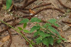 Attēlu rezultāti vaicājumam “Circaea lutetiana bud”