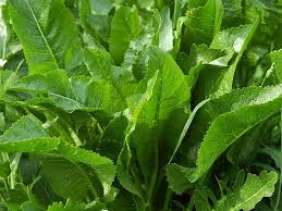 Attēlu rezultāti vaicājumam “Armoracia rusticana leaf”