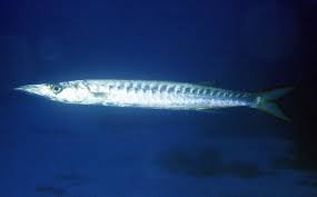 Image result for Sphyraena viridensis