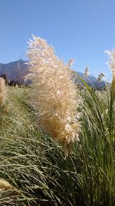 Attēlu rezultāti vaicājumam “Heyderia pusilla”