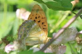 Attēlu rezultāti vaicājumam “Argynnis paphia underside”