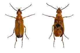 Attēlu rezultāti vaicājumam “Rhagonycha fulva”