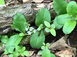 Attēlu rezultāti vaicājumam “Veronica officinalis leaf”