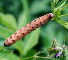 Attēlu rezultāti vaicājumam “Cerastis rubricosa”