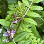 Attēlu rezultāti vaicājumam “Vicia sepium fruit”