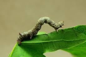 Attēlu rezultāti vaicājumam “Colotois pennaria”