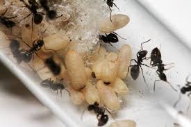 Attēlu rezultāti vaicājumam “Lasius fuliginosus”