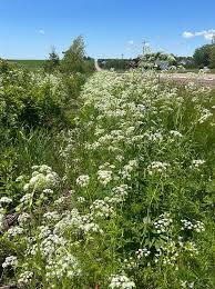 Attēlu rezultāti vaicājumam “Anthriscus sylvestris”