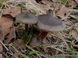 Attēlu rezultāti vaicājumam “Entoloma vernum”