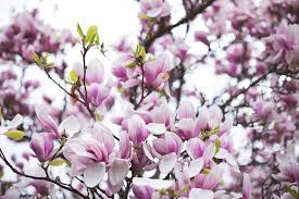 Attēlu rezultāti vaicājumam “Magnolia x soulangeana”