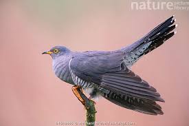 Attēlu rezultāti vaicājumam “Cuculus canorus”